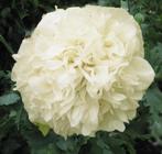 Zaden Papaver Cream Paeony, Tuin en Terras, Bloembollen en Zaden, Verzenden, Voorjaar, Volle zon, Zaad