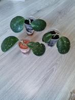 Hoya obavata, Huis en Inrichting, Kamerplanten, Ophalen of Verzenden, Halfschaduw, Minder dan 100 cm