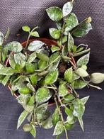 Hoya Krohniana splash, Huis en Inrichting, Ophalen of Verzenden, Overige soorten, In pot, Minder dan 100 cm