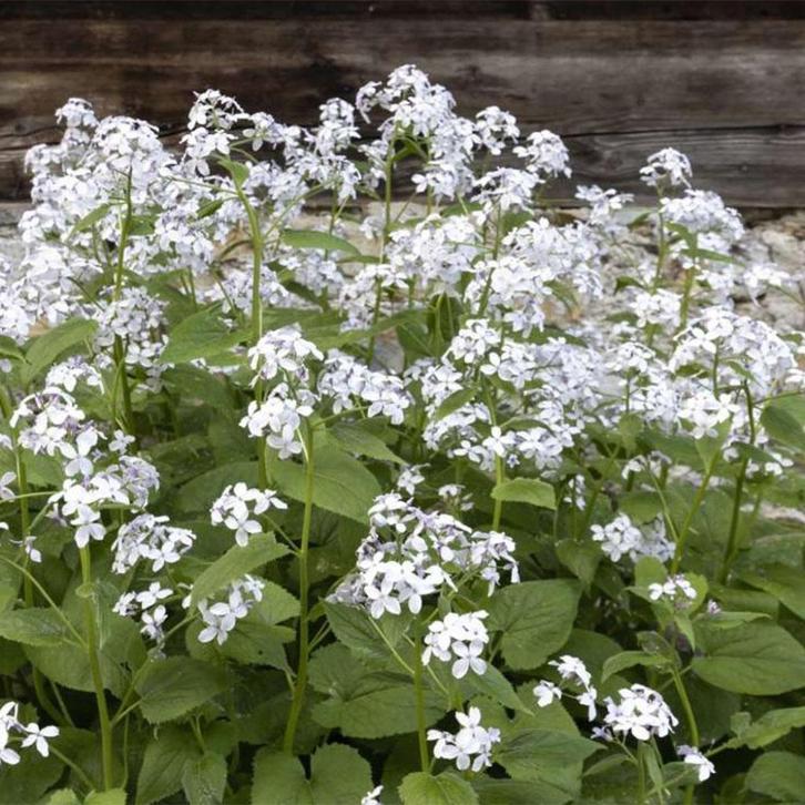 Zaden Lunaria annua alba, Tuin en Terras, Bloembollen en Zaden, Volle zon, Verzenden