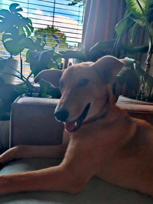 Bijzondere pup ter adoptie, Dieren en Toebehoren, Honden | Niet-rashonden, Middel, Teef, Particulier, Meerdere, Buitenland, 15 weken tot 1 jaar