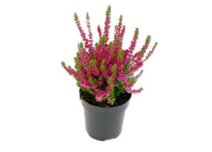 Heide planten: Erica (winterheide) rood, wit en roze, Tuin en Terras, Planten | Struiken en Hagen, Struik, Overige soorten, Minder dan 100 cm