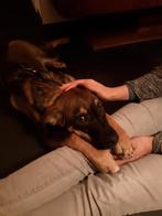 Gezocht hulp in de huishouding, Diensten en Vakmensen, Huishoudelijke hulp