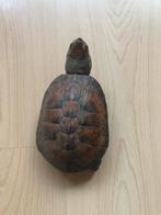 Opgezette echte schildpad 16 x 9 cm, Verzamelen, Dierenverzamelingen, Ophalen of Verzenden, Gebruikt, Reptiel of Amfibie, Opgezet dier