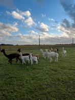 Drachtige alpaca groep, Dieren en Toebehoren, Schapen, Geiten en Varkens, Vrouwelijk, Schaap