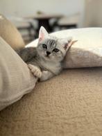 Britse kort haar laatste 2, Dieren en Toebehoren, Katten en Kittens | Overige Katten, Meerdere dieren