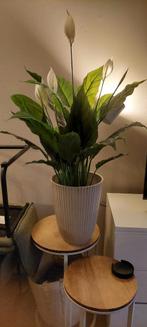 Mooie lepel kunstplant, Ophalen, Zo goed als nieuw