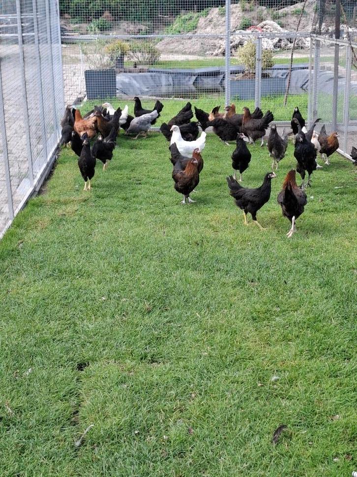 Grote keuze uit legkippen, krielkippen en sierkippen, Dieren en Toebehoren, Pluimvee, Kip, Vrouwelijk