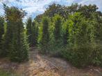 Taxus baccata tot 200cm hoog, Ophalen, Conifeer, 100 tot 250 cm