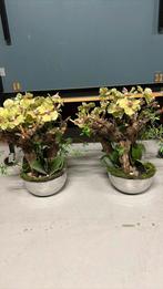 Twee potten met orchideeën, Ophalen, Zo goed als nieuw