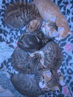 Kwart Bengaalse kittens, Dieren en Toebehoren, Katten en Kittens | Raskatten | Korthaar, Meerdere dieren, Ontwormd, 0 tot 2 jaar