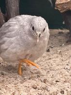 2x Chinese dwergkwartels koppels en japanse hennetjes, Dieren en Toebehoren, Pluimvee, Meerdere dieren, Overige soorten