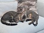 Two kittens, brothers, Kater, Gechipt, 0 tot 2 jaar