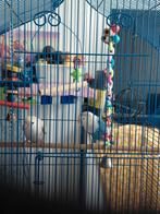 Koppel aggepornis, Dieren en Toebehoren, Meerdere dieren, Parkiet
