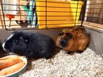 Cavia beren incl. hok en toebehoren, Oktober, Mannelijk, Cavia