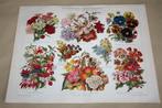Antieke kleurenlitho - Ontwikkeling tuinbloemen - Ca 1900 !!, Ophalen of Verzenden