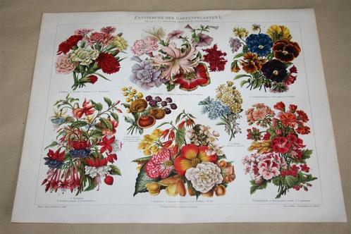 Antieke kleurenlitho - Ontwikkeling tuinbloemen - Ca 1900 !!, Antiek en Kunst, Kunst | Litho's en Zeefdrukken, Ophalen of Verzenden