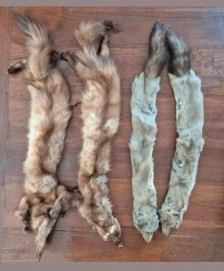 Vosjes / stola's, Kleding | Dames, Mutsen, Sjaals en Handschoenen, Gedragen, Sjaal, Ophalen of Verzenden