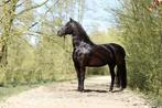 Prachtige Fries x Gelderse merrie, Dieren en Toebehoren, Paarden, 11 jaar of ouder, Merrie, Gechipt, Recreatiepaard