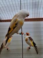 Putter Bont l, Meerdere dieren, Wildzangvogel, Geringd