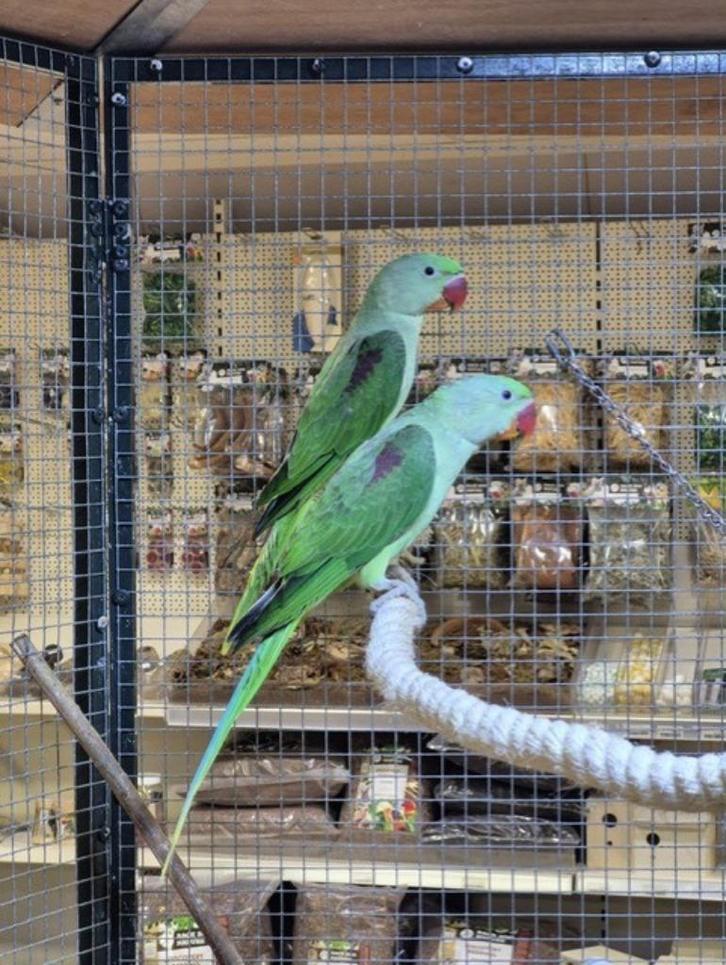 Alexander parkiet, Dieren en Toebehoren, Vogels | Parkieten en Papegaaien, Parkiet, Geslacht onbekend, Tam