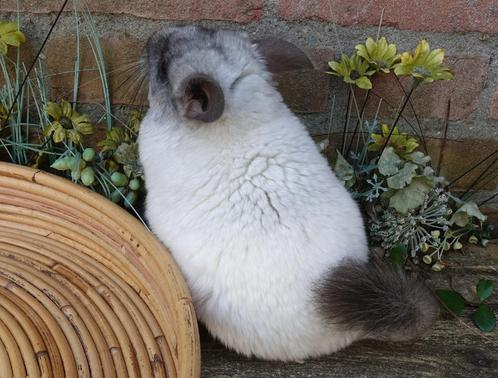 Chinchilla: Wit-Ebony CC + VC Vrouwtje (Legaal), Dieren en Toebehoren, Knaagdieren, Vrouwelijk, Chinchilla, Voor 1 juli 2024