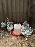 Wyandotte kriel zilver zwart gezoomd, Vrouwelijk, Kip