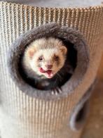 Volwassen fretten zoeken blijvend thuis, Dieren en Toebehoren, Overige Dieren, Mei, Mannelijk