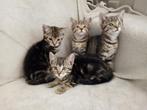 Lieve, sociale kittens met cyperse tekening, Dieren en Toebehoren, Katten en Kittens | Overige Katten, Poes, Kortharig, 0 tot 2 jaar