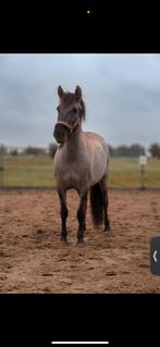 Verzorgster gezocht Oud Alblas, Dieren en Toebehoren, Stalling en Weidegang
