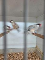 Vele kleuren rijst vogels, Dieren en Toebehoren, Vogels | Overige Vogels, Meerdere dieren