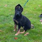 Duiste Herder teefje met FCI stamboom, Dieren en Toebehoren, Honden | Herdershonden en Veedrijvers, CDV (hondenziekte), 8 tot 15 weken