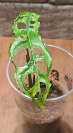 Monstera Obliqua Peru, Huis en Inrichting, Kamerplanten, Ophalen of Verzenden, Halfschaduw, Minder dan 100 cm