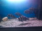 Frontosa groep van 5, Dieren en Toebehoren, Vis, Zoetwatervis, Schoolvis