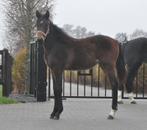 merrie veulen V .Las Vegas, Dieren en Toebehoren, Paarden, Merrie, Gechipt, Dressuurpaard, 0 tot 2 jaar