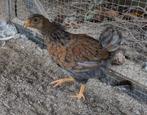 Wyandotte kriel Goudblauw omzoomd, Dieren en Toebehoren, Vrouwelijk, Kip