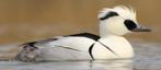 Nonnetjes siereenden watervogels, Meerdere dieren, Eend