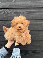 Prachtig mini Maltipoo pup Reutje beschikbaar., Parvo, Nederland, 8 tot 15 weken, Eén hond
