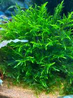 Fontinalis antipyretica, Ophalen of Verzenden, Zo goed als nieuw, Plant(en), Steen of Hout