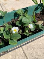 10 Doordragende Aardbeienplantjes met GRATIS (hang) Bloembak, Tuin en Terras, Planten | Tuinplanten, Ophalen, Volle zon, Vaste plant