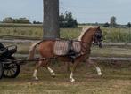 Super betuigde A pony! Eventueel met spangenoot., Dieren en Toebehoren, Pony's, Merrie, Recreatiepony, 3 tot 6 jaar