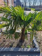 Palmboom (winterhard)!!!, Tuin en Terras, Planten | Bomen, Minder dan 100 cm, Halfschaduw, Ophalen, Palmboom