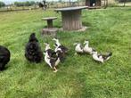 Muskuseenden, Dieren en Toebehoren, Geslacht onbekend, Eend