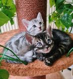 Bengaal Kittens, Meerdere dieren, Ontwormd