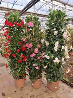 Sundaville mandevilla, import extra zware planten, Ophalen, Zomer, Overige soorten, Volle zon