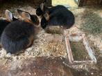 Mooie gezonden black en tan konijnen, Dieren en Toebehoren, Konijnen, Meerdere dieren