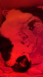 Siberische Maine coon kitten, Dieren en Toebehoren, Katten en Kittens | Raskatten | Langhaar