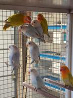 Fischeri dilute, Dieren en Toebehoren, Vogels | Parkieten en Papegaaien, Geslacht onbekend, Dwergpapegaai of Agapornis, Geringd