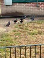 Enkele Takla Miro duivinnen te koop, Dieren en Toebehoren, Meerdere dieren