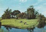 FRIESLAND Boerderij met Koeien (Rechte Rand), Verzenden, 1980 tot heden, Ongelopen, Friesland